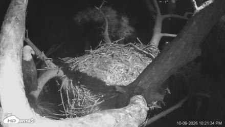 Dataw Island Conservancy Eagles Live Webcam - Oct 9, 2026, 10:22pm EDT