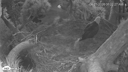 Dataw Island Conservancy Eagles Live Webcam - Apr 21, 2026, 6:23am EDT