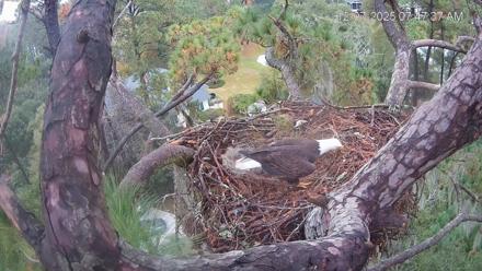 Dataw Island Conservancy Eagles Live Webcam - Dec 7, 2025, 7:48am EST