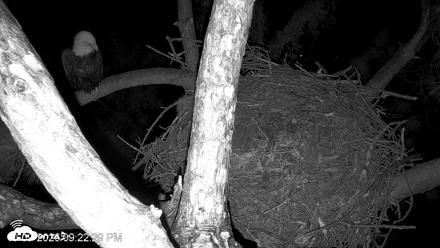 Dataw Island Conservancy Eagles Live Webcam - Oct 9, 2026, 10:23pm EDT