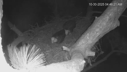 Dataw Island Conservancy Eagles Live Webcam - Oct 30, 2025, 4:47am EDT