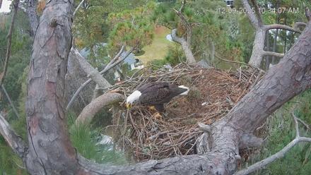 Dataw Island Conservancy Eagles Live Webcam - Dec 9, 2025, 10:34am EST