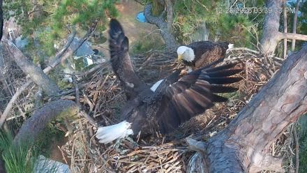 Dataw Island Conservancy Eagles Live Webcam - Dec 28, 2025, 3:40pm EST