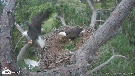 Dataw Island Conservancy Eagles Live Webcam - Oct 9, 2026, 6:56pm EDT