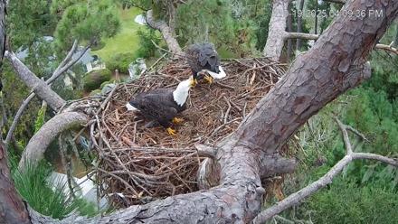 Dataw Island Conservancy Eagles Live Webcam - Oct 19, 2025, 4:10pm EDT
