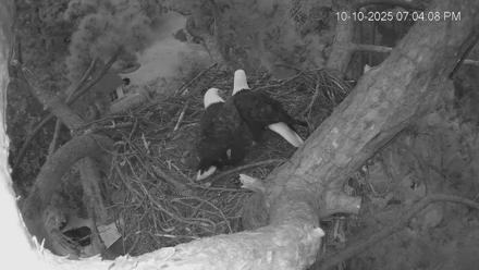 Dataw Island Conservancy Eagles Live Webcam - Oct 10, 2025, 7:05pm EDT