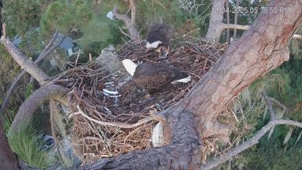 Dataw Island Conservancy Eagles Live Webcam - Nov 4, 2025, 5:40pm EST