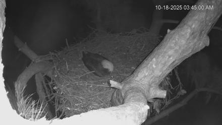 Dataw Island Conservancy Eagles Live Webcam - Oct 18, 2025, 3:45am EDT