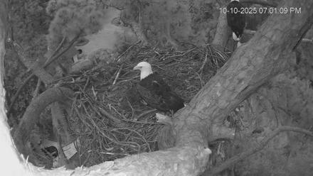 Dataw Island Conservancy Eagles Live Webcam - Oct 10, 2025, 7:02pm EDT