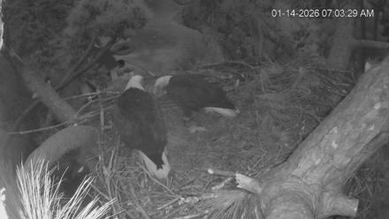 Dataw Island Conservancy Eagles Live Webcam - Jan 14, 2026, 7:04am EST
