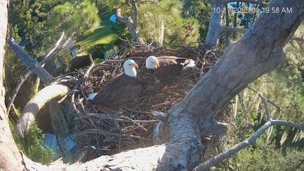 Dataw Island Conservancy Eagles Live Webcam - Oct 17, 2025, 8:20am EDT