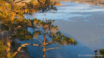 Delaware Botanic Gardens Eagles Live Cams - Feb 11, 2026, 4:46pm EST