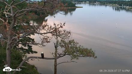 Delaware Botanic Gardens Eagles Live Cams - Aug 29, 2026, 7:38pm EDT