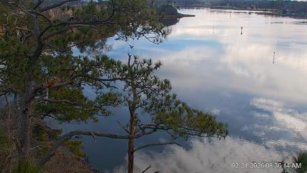 Delaware Botanic Gardens Eagles Live Cams - Feb 21, 2026, 8:36am EST