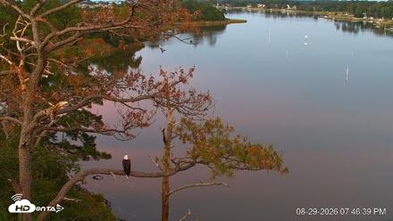 Delaware Botanic Gardens Eagles Live Cams - Aug 29, 2026, 7:47pm EDT
