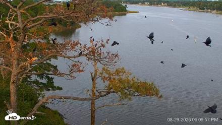 Delaware Botanic Gardens Eagles Live Cams - Aug 29, 2026, 6:10pm EDT