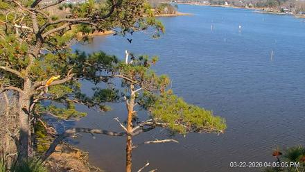 Delaware Botanic Gardens Eagles Live Cams - Mar 22, 2026, 4:05pm EDT