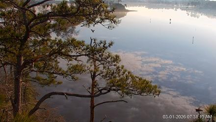 Delaware Botanic Gardens Eagles Live Cams - Mar 1, 2026, 7:31am EST