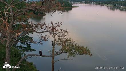 Delaware Botanic Gardens Eagles Live Cams - Aug 29, 2026, 7:29pm EDT