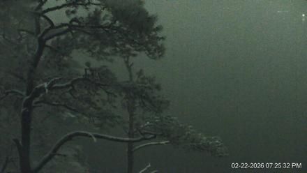 Delaware Botanic Gardens Eagles Live Cams - Feb 22, 2026, 7:26pm EST