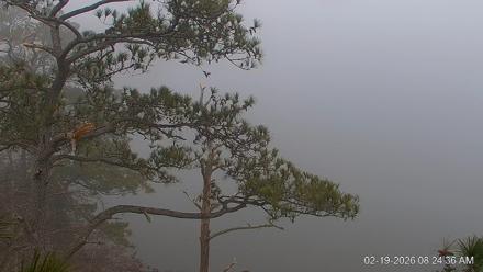 Delaware Botanic Gardens Eagles Live Cams - Feb 19, 2026, 8:25am EST