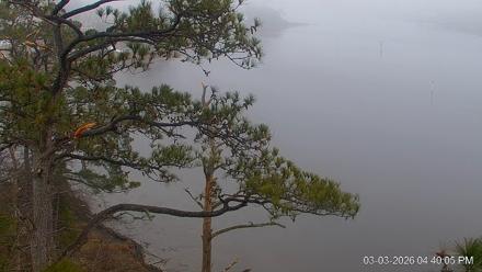 Delaware Botanic Gardens Eagles Live Cams - Mar 3, 2026, 4:40pm EST