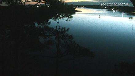 Delaware Botanic Gardens Eagles Live Cams - Dec 1, 2025, 6:11am EST