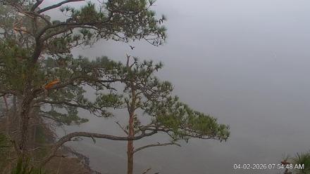 Delaware Botanic Gardens Eagles Live Cams - Apr 2, 2026, 7:55am EDT