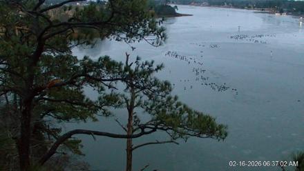 Delaware Botanic Gardens Eagles Live Cams - Feb 16, 2026, 6:37am EST