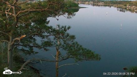 Delaware Botanic Gardens Eagles Live Cams - Apr 22, 2026, 8:09pm EDT