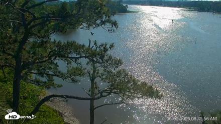 Delaware Botanic Gardens Eagles Live Cams - Jun 5, 2026, 8:47am EDT