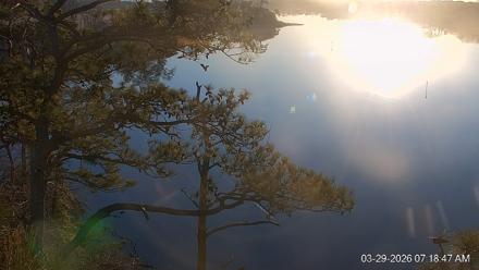 Delaware Botanic Gardens Eagles Live Cams - Mar 29, 2026, 7:19am EDT