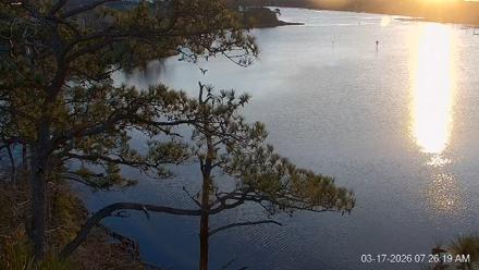 Delaware Botanic Gardens Eagles Live Cams - Mar 17, 2026, 7:27am EDT