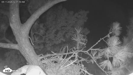 Delaware Botanic Gardens Eagles Live Cams - Aug 11, 2026, 12:38am EDT