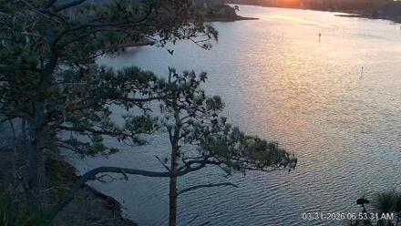 Delaware Botanic Gardens Eagles Live Cams - Mar 31, 2026, 6:53am EDT