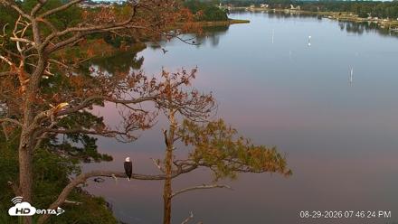 Delaware Botanic Gardens Eagles Live Cams - Aug 29, 2026, 7:47pm EDT