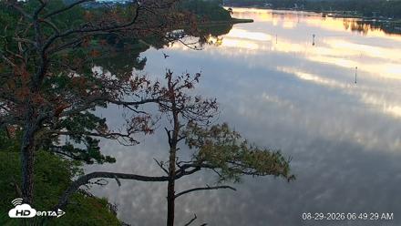 Delaware Botanic Gardens Eagles Live Cams - Aug 29, 2026, 6:50am EDT