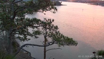 Delaware Botanic Gardens Eagles Live Cams - Mar 12, 2026, 7:11am EDT