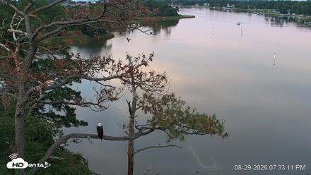 Delaware Botanic Gardens Eagles Live Cams - Aug 29, 2026, 7:34pm EDT