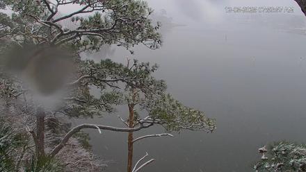 Delaware Botanic Gardens Eagles Live Cams - Dec 5, 2025, 7:54am EST