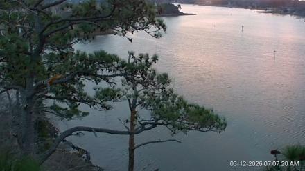 Delaware Botanic Gardens Eagles Live Cams - Mar 12, 2026, 7:08am EDT