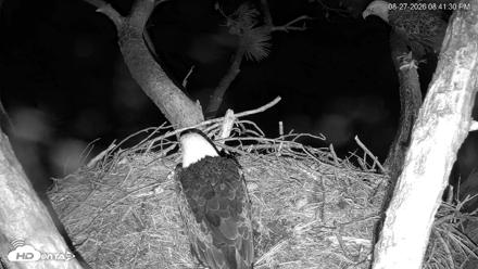 Hilton Head Island Eagles Live Webcam - Aug 27, 2026, 8:42pm EDT