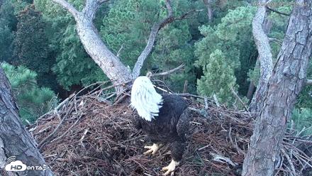 Hilton Head Island Eagles Live Webcam - Aug 24, 2026, 7:48pm EDT