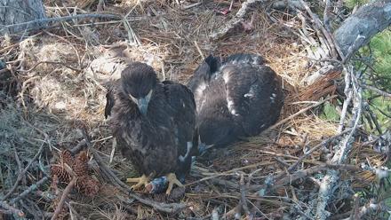 Hilton Head Island Eagles Live Webcam - Feb 18, 2026, 2:40pm EST
