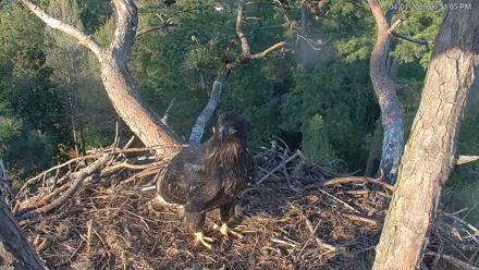 Hilton Head Island Eagles Live Webcam - Apr 1, 2026, 6:51pm EDT