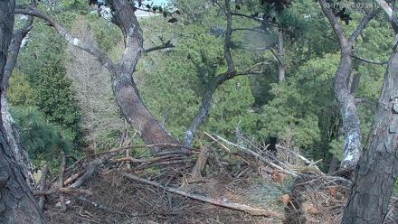 Hilton Head Island Eagles Live Webcam - Mar 17, 2026, 2:59pm EDT