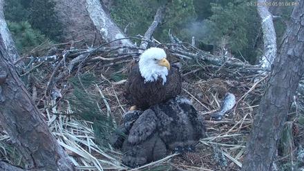 Hilton Head Island Eagles Live Webcam - Jan 31, 2026, 5:05pm EST