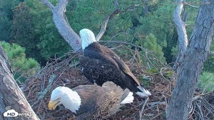 Hilton Head Island Eagles Live Webcam - Aug 30, 2026, 7:46am EDT