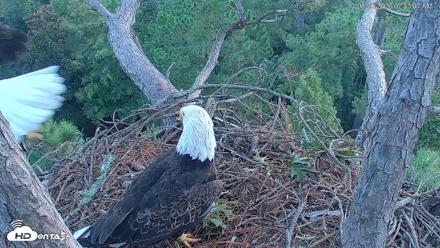 Hilton Head Island Eagles Live Webcam - Aug 30, 2026, 7:53am EDT