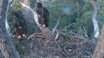 Hilton Head Island Eagles Live Webcam - Mar 4, 2026, 6:10pm EST